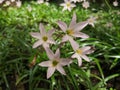 Rain lily, Zephyranthes. Ornamental garden with field and grass background. Royalty Free Stock Photo