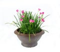 Rain Lily -Zephyranthes spp. flower in flower pot on white