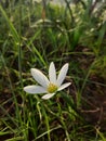 Rain lily or Zephyrlily or fairy lily or magic lily or Atamasco lily or rain flower Royalty Free Stock Photo