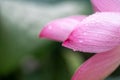 After the rain, the lotus with water drops on the green lotus leaves Royalty Free Stock Photo