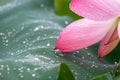 After the rain, the lotus with water drops on the green lotus leaves Royalty Free Stock Photo