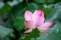 After the rain, the lotus with water drops on the green lotus leaves Royalty Free Stock Photo