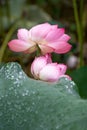 After the rain, the lotus with water drops on the green lotus leaves Royalty Free Stock Photo