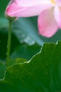 After the rain, the lotus with water drops on the green lotus leaves Royalty Free Stock Photo