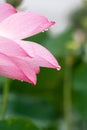 After the rain, the lotus with water drops on the green lotus leaves Royalty Free Stock Photo