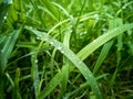 After the rain. Lush green grass with dew drops in the light of the sun. Natural background wallpaper Royalty Free Stock Photo