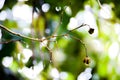 Water Drops in a 5 Fingers like branch Royalty Free Stock Photo