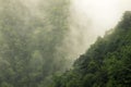 Rain in mountain forest Royalty Free Stock Photo