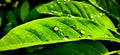 Rain nature plant phenomenon happyness need necessary green portrait