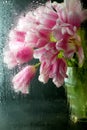 Rain outside pink tulips behind the glass window in the house Royalty Free Stock Photo