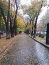 Rain, park, autmn, fall, trees