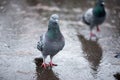 rain in the park with pigeons in spring