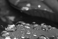 Water drops over a red Poinsettia