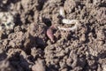 Rain pink worm close - up in loamy wet soil,close-up Royalty Free Stock Photo