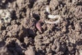 Rain pink worm close - up in loamy wet soil,close-up