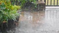 Rain on the plants at the house yard