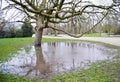 Rain pond under the tree Royalty Free Stock Photo