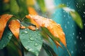 rain pouring on leaves, representing a tropical hardiness zone Royalty Free Stock Photo