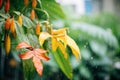 rain pouring on leaves, representing a tropical hardiness zone Royalty Free Stock Photo