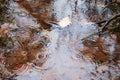 Rain puddle in the forest Royalty Free Stock Photo