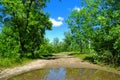 Rain puddle on road and trees Royalty Free Stock Photo