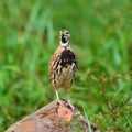 Rain Quail Bird