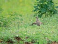 Rain quail or Black-breasted quail Coturnix coromandelica