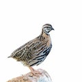 Rain Quail or Coturnix coromandelica.