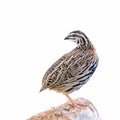 Rain Quail or Coturnix coromandelica.