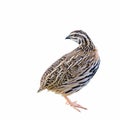 Rain Quail or Coturnix coromandelica.