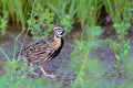 Rain Quail or Coturnix coromandelica.