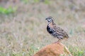 Rain Quail or Coturnix coromandelica.