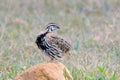 Rain Quail or Coturnix coromandelica.