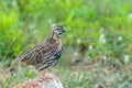 Rain Quail or Coturnix coromandelica.