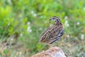 Rain Quail or Coturnix coromandelica.