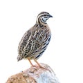 Rain Quail or Coturnix coromandelica.