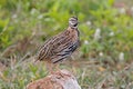 Rain Quail Coturnix coromandelica Beautiful Male Birds of Thailand