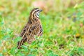 Rain Quail Coturnix coromandelica male bird standingon grass i