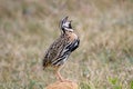 Rain Quail Coturnix coromandelica Male Birds Calling Royalty Free Stock Photo