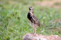 Rain Quail Coturnix coromandelica Male Cute Birds of Thailand