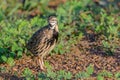 Rain Quail or Coturnix coromandelica.