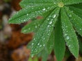 Symmetry of Water droplets on Lupine Leaves After the Rain