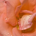 Rain raindrops on rose petals wet weather Royalty Free Stock Photo