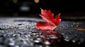 rain red leaf asphalt Royalty Free Stock Photo