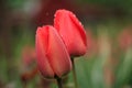 Rain on Tulip on Sunset Royalty Free Stock Photo