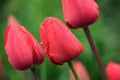 Rain on Tulip on Sunset Royalty Free Stock Photo