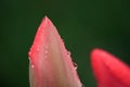 Rain on Tulip on Sunset Royalty Free Stock Photo