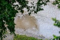 Rain ripples in puddle surrounded by green leaves Royalty Free Stock Photo