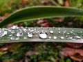 Rain rops water day green life leaf