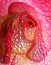 After the Rain - Rose bloom with water drops Royalty Free Stock Photo